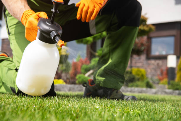 Best Local Pest Control Services  in Hlcrest, IL