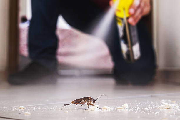 Best Best Pest Control Companies  in Hlcrest, IL