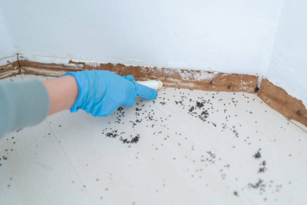 Best Best Pest Control Companies  in Hlcrest, IL